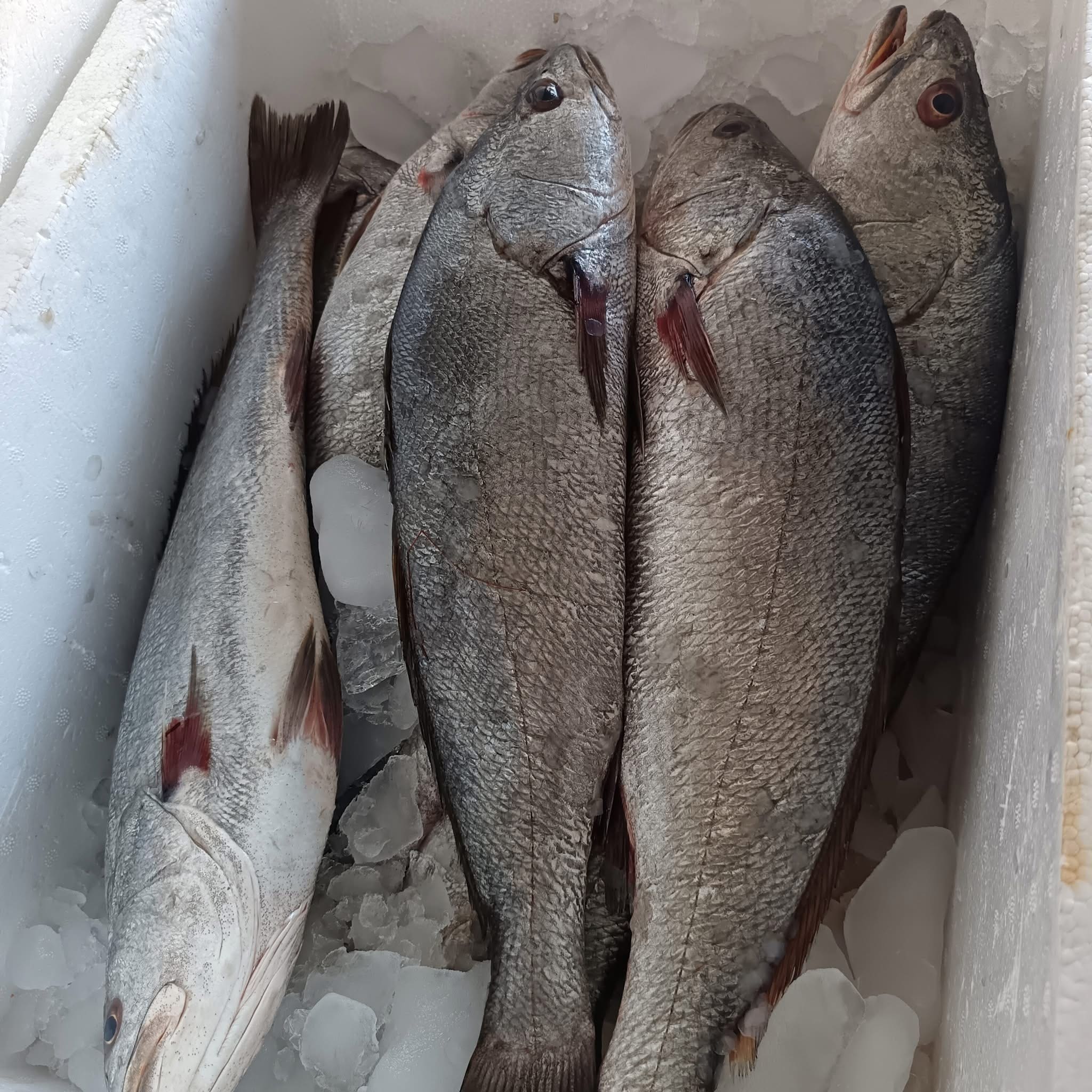 Fresh shrimp harvest at Ghalyoun